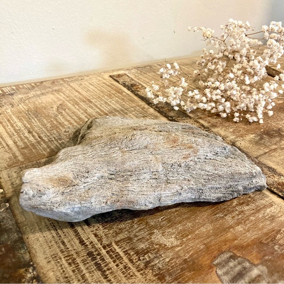 Coral Fossil Chunk 2lbs 8oz Light Grey Color Neutral Decor - Picture 3 of 13